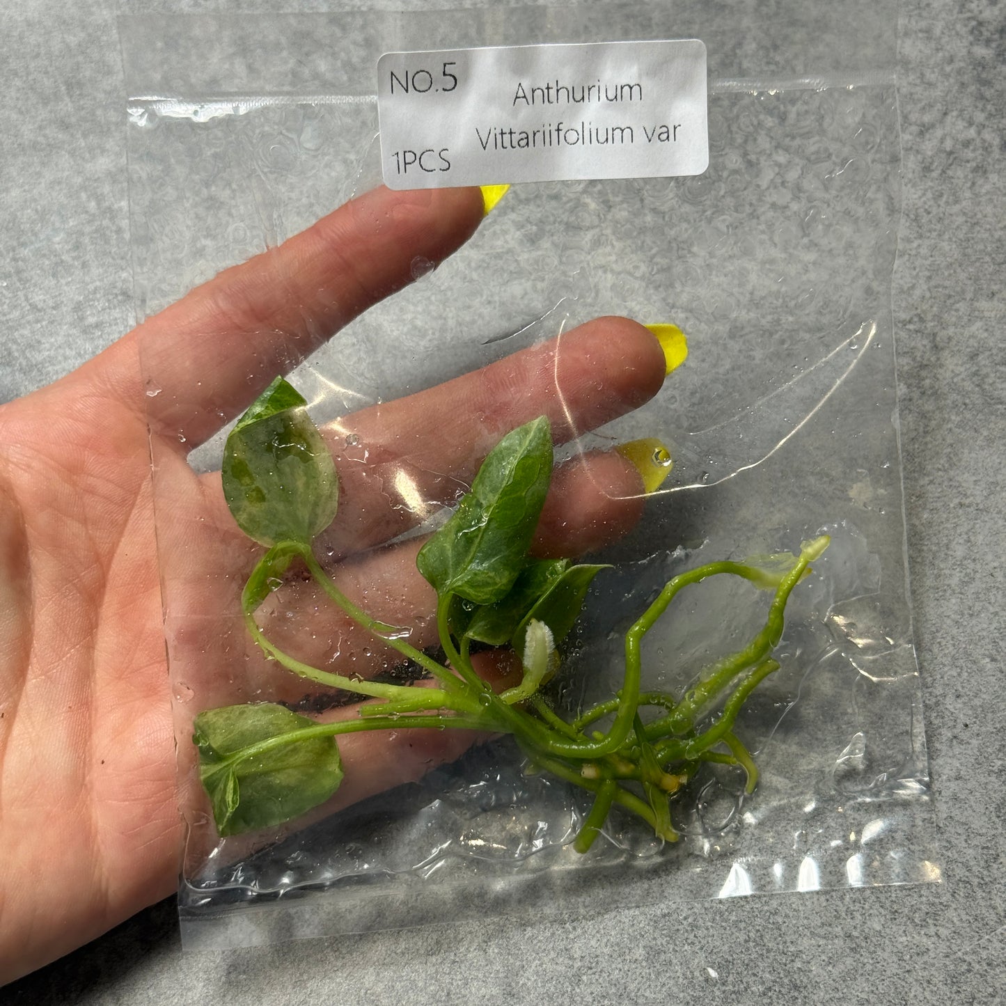 TC Anthurium Vittariifolium var