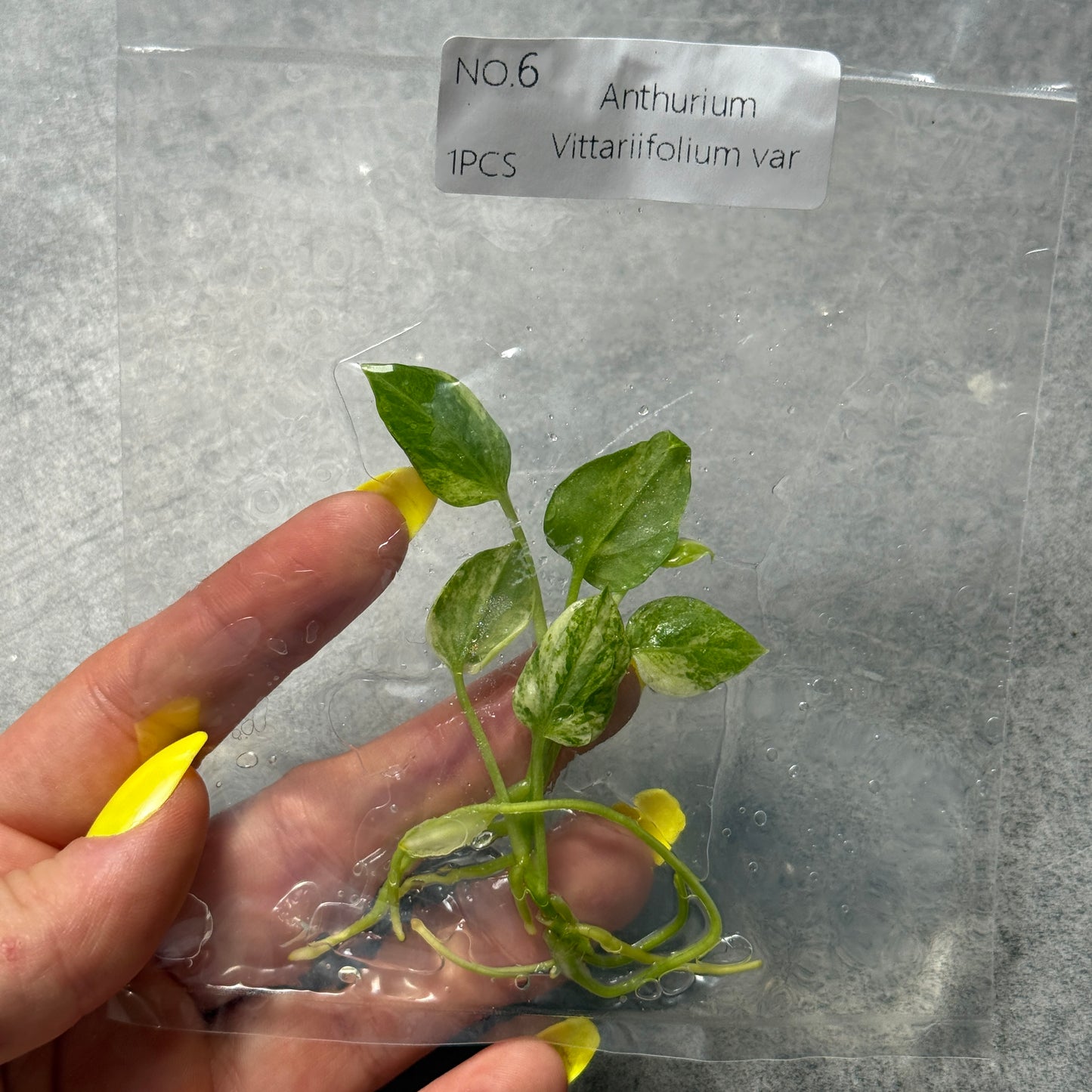 TC Anthurium Vittariifolium var