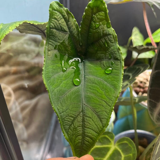 Alocasia Olanii