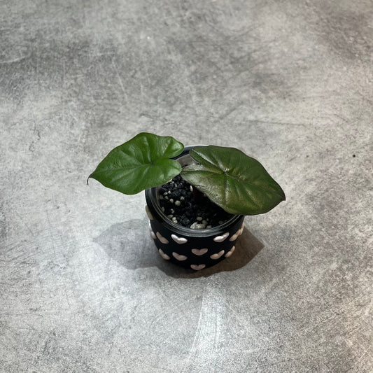 Alocasia Yucatan Princess