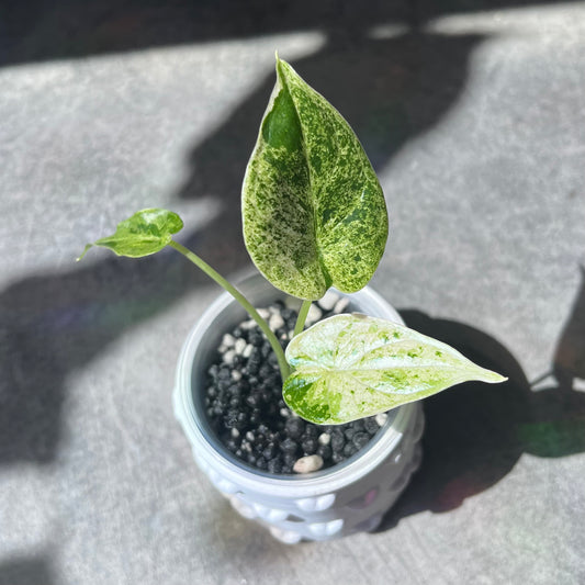 Alocasia Dragonscale Mint Variegata