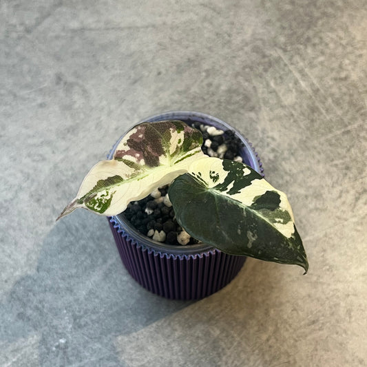 Alocasia Black Velvet Pink Variegata