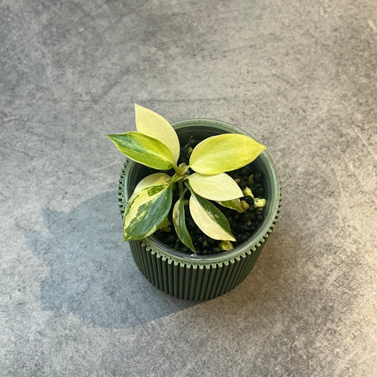 Philodendron Florida Beauty