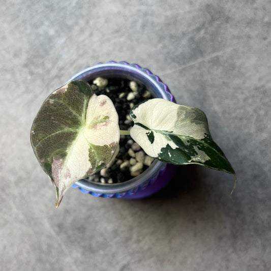 Alocasia Black Velvet Pink Variegata