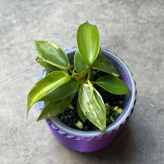 Philodendron Florida Beauty
