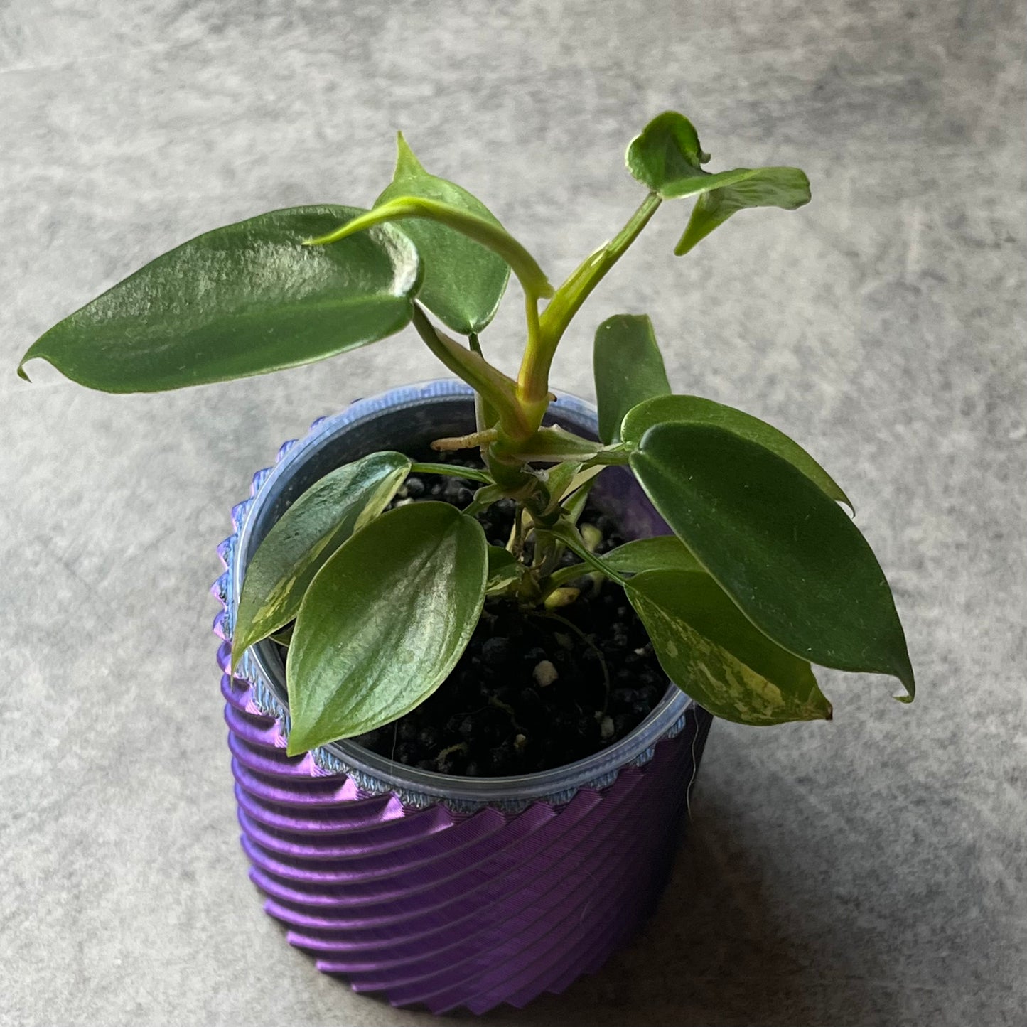 Philodendron Florida Beauty