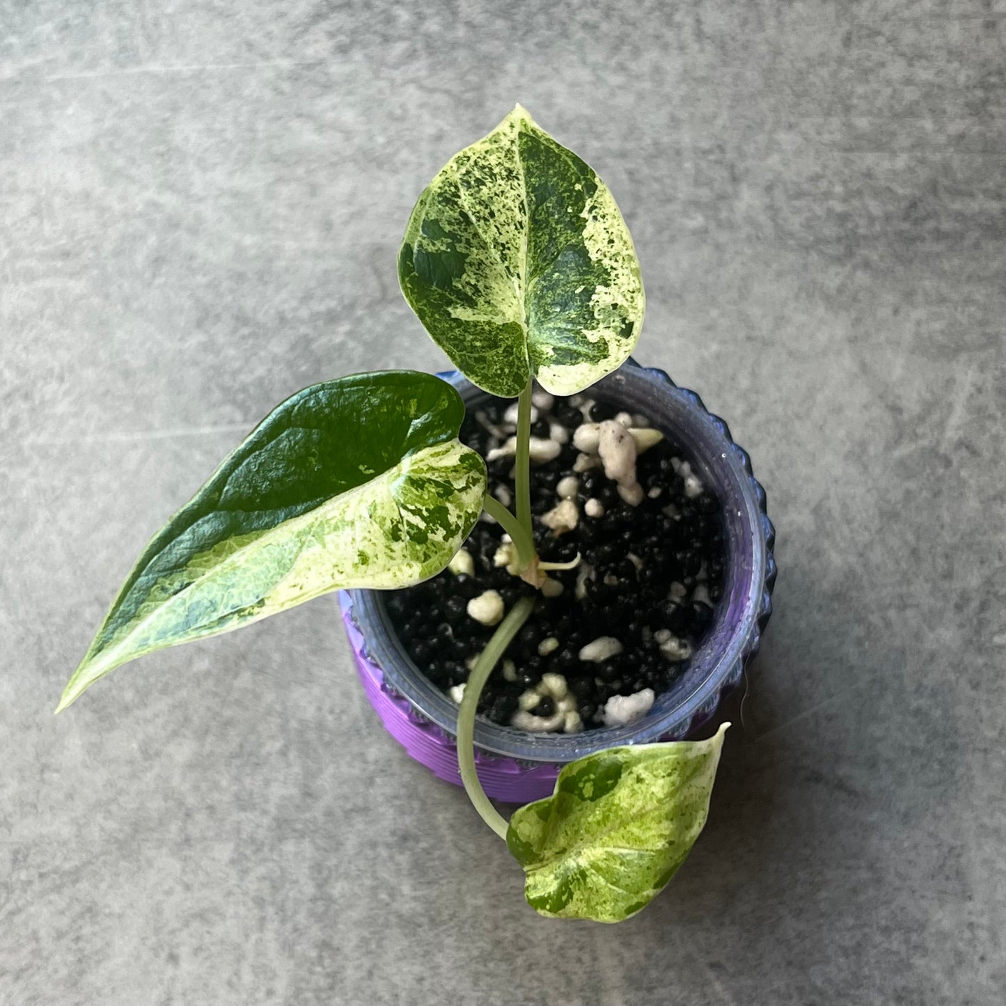 Alocasia Dragonscale Mint Variegata