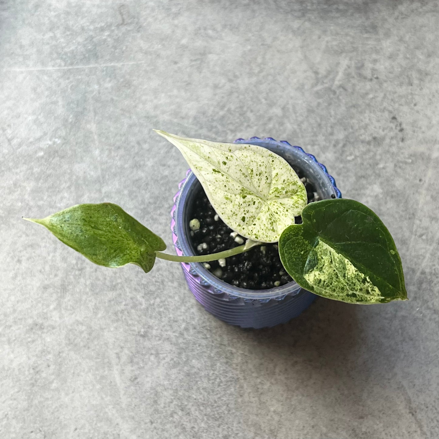 Alocasia Dragonscale Mint Variegata