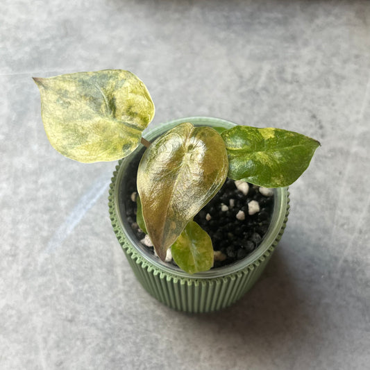 Alocasia Wentii Aurea