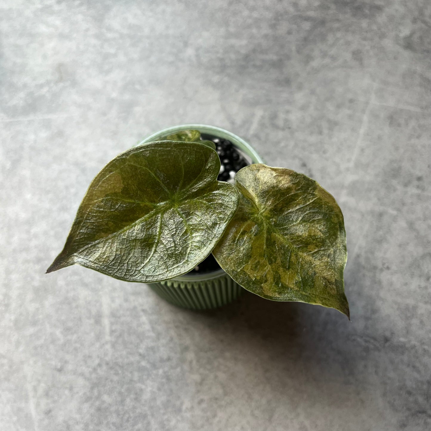 Alocasia Wentii Aurea