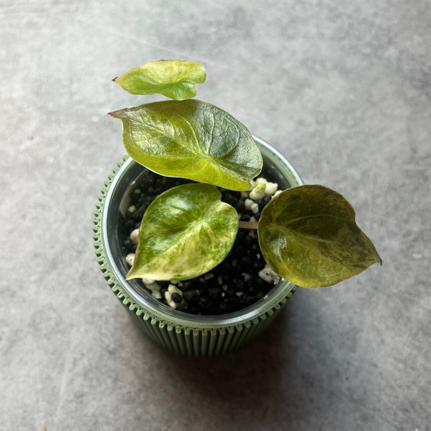 Alocasia Wentii Aurea