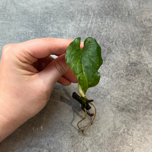 Syngonium Mojito Mottled