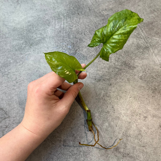 Syngonium Mojito Mottled