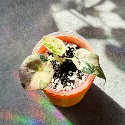 Alocasia Black Velvet Pink Variegata