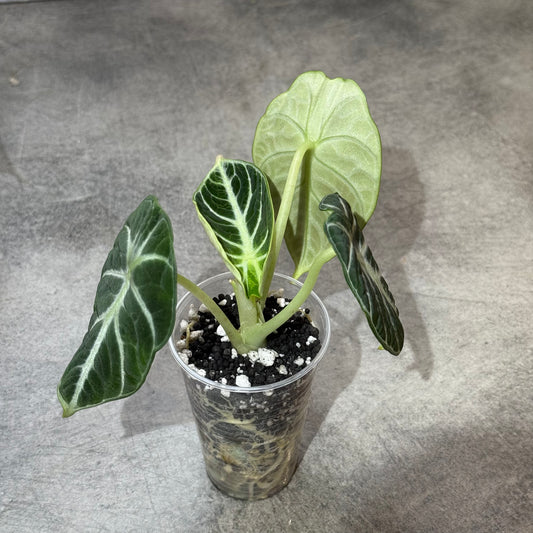 Alocasia Ninja